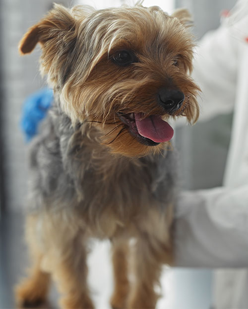 puppy-at-a-vets3-s